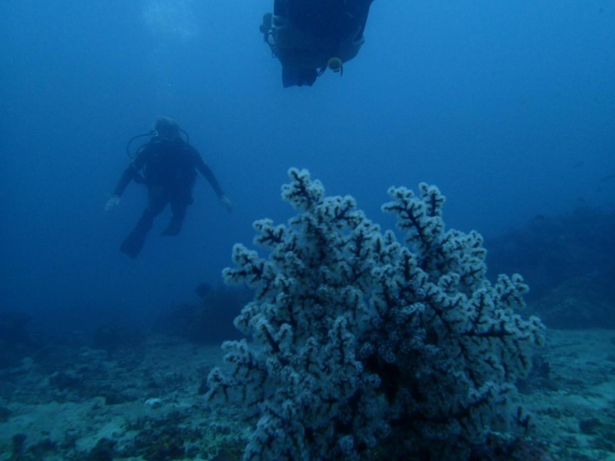 Eliska Sari Bungalows Sumberkima Pemuteran Buitenkant foto